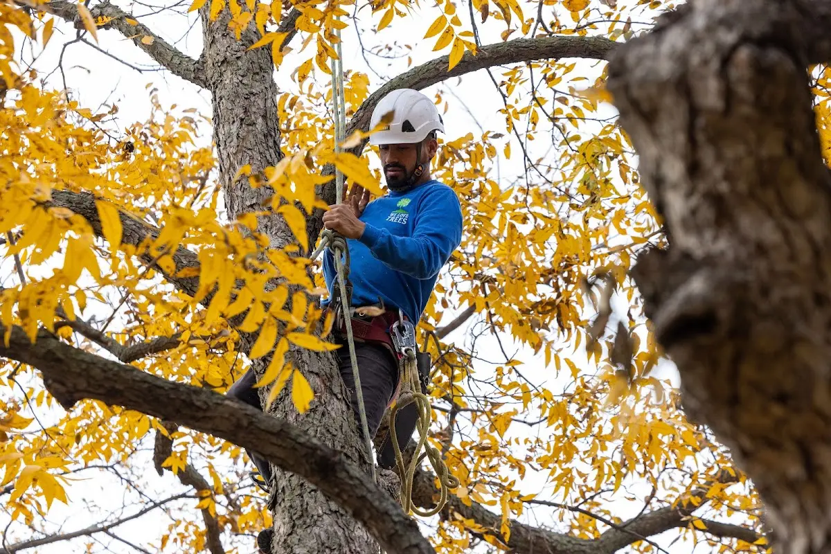 Skilled Tree Pruning crew working in Martinsville