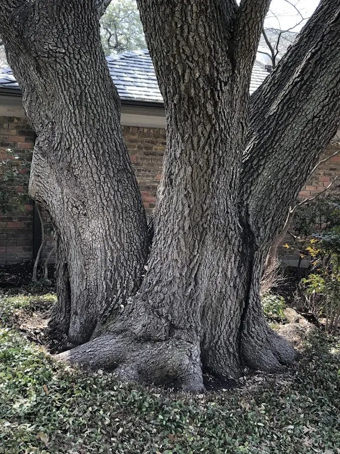 Mature heritage tree close to a Martinsville property cared for by certified arborists